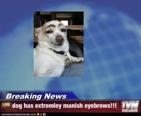 Breaking News - dog has extremley manish eyebrows!!!