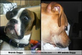 Weirdo Doggy Totally Looks Like MY weirdo doggy