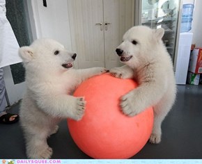 Polar Bear Twins 