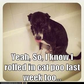 Yeah, So, I know I rolled in cat poo last week too...