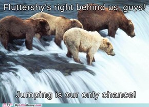 These Bears Are Doomed