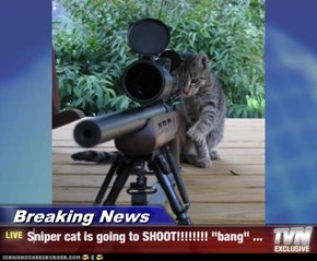 Breaking News - Sniper cat is going to SHOOT!!!!!!!! "bang" ...