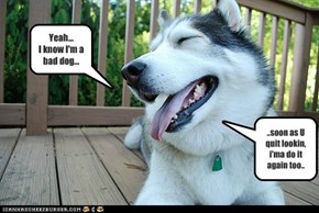 Yeah... I know I'm a bad dog...