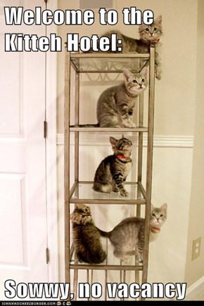 Welcome to the Kitteh Hotel:  Sowwy, no vacancy