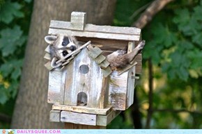 Raccoon House 