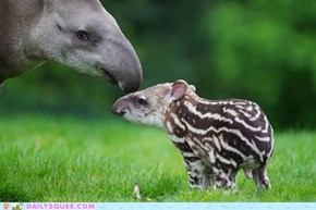 Baby tapir and mom