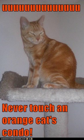 uuuuuuuuuuuuuu  Never touch an orange cat's condo!