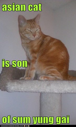 asian cat is son of sum yung gai