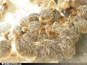 Baby Ostrich Pile