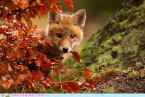 Fox Cub 