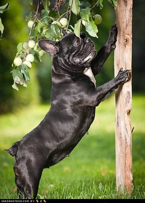 Goggie ob teh Week: Barking Up the Tree 