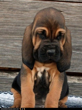 Cyoot Puppy ob teh Day: Droopy 