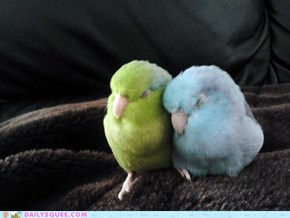 Lovely Love Birds 