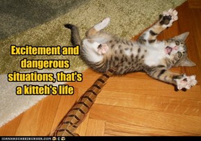 Excitement and dangerous situations, that's a kitteh's life