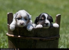 Cyoot Puppy ob teh Day: Bucket of Puppies!
