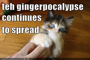 teh gingerpocalypse continues to spread