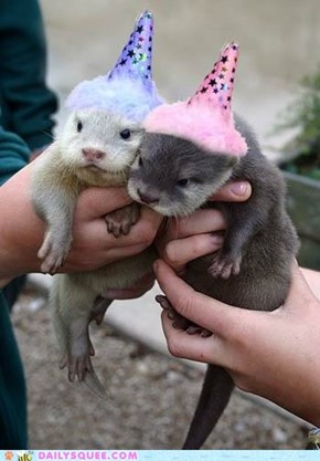 Party otters in da house to night 