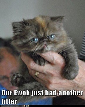 Our Ewok just had another litter