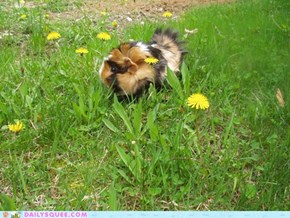 Reader Squee: Guinea pig Gráinne in the grass
