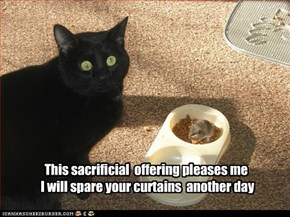 Praise Basement Cat!