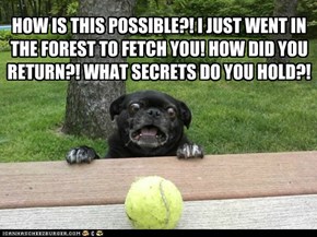 Paranoid Pug and the human didn't throw it