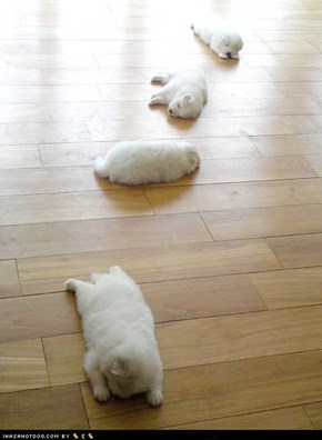 Cyoot Puppy ob teh Day: Trail of Cyoot 