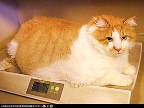 Around the Interwebs: Meet Garfield, the World's Biggest House Cat