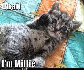 Ohai!  I'm Millie