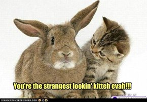 You're the strangest lookin' kitteh evah!!!