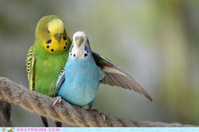 Parakeet Paradise 
