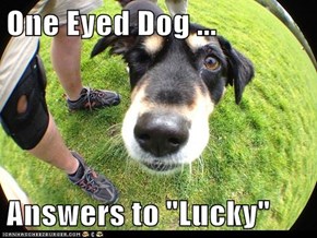 One Eyed Dog ...  Answers to "Lucky"