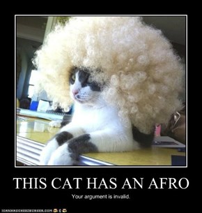 THIS CAT HAS AN AFRO
