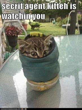 secrit agent kitteh is watchin you