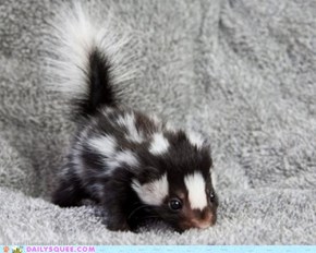 Spotted Baby Skunk