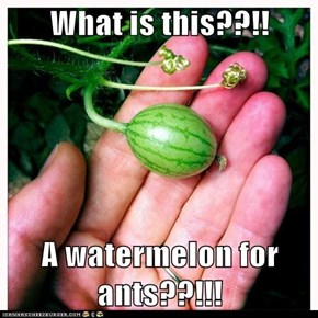 What is this??!!  A watermelon for ants??!!!