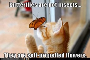 Lolcats: Good, Cuz Bugs Are Gross