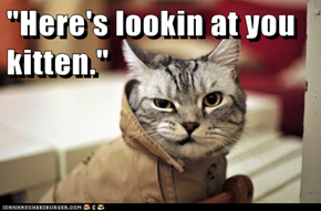 Lolcats: Catablanca