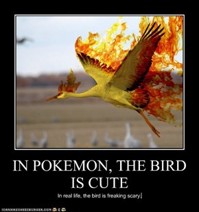 IN POKEMON, THE BIRD IS CUTE