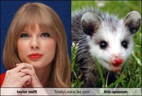 taylor swift Totally Looks Like this opossom