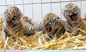 Growly Cubs 