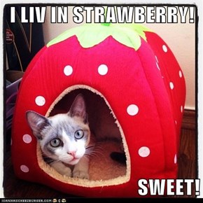 I LIV IN STRAWBERRY!  SWEET!