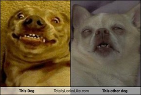 This Dog Totally Looks Like This other dog