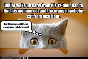 Junior woke up early from his 12-hour nap to find his momma cat and the orange bachelor cat from next door.