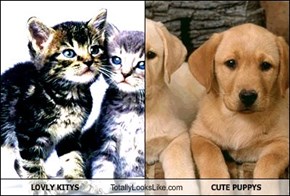 LOVLY KITYS Totally Looks Like CUTE PUPPYS