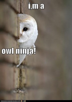 i,m a owl ninja!