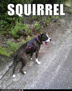SQUIRREL