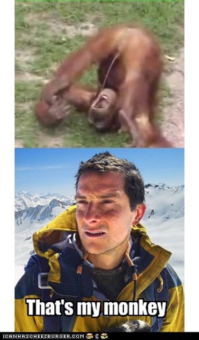 Orangutang actualy