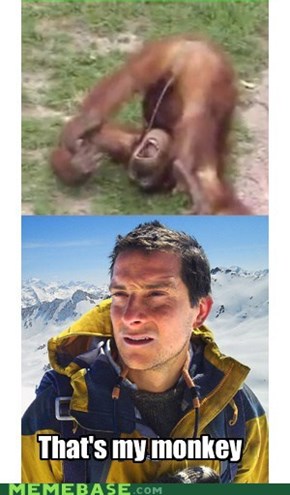 Orangutang actually  