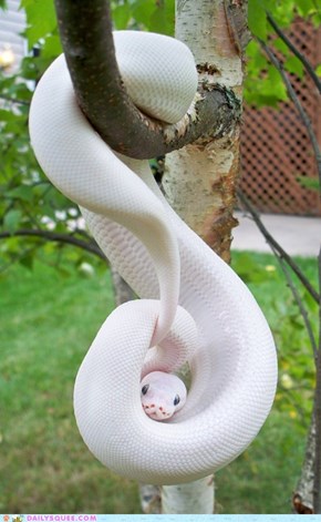 O Hai - Albino Python 