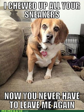 Overly-attached dog
